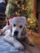 Brody Santa Claus 006.JPG