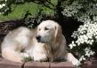 Marley im Juni 2011.JPG