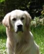 Marley Juni 2011 (1).JPG