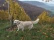 Bevy Nov. 2011.JPG