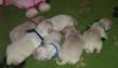 Bevys Babys.JPG