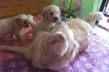 Mami Bevy mit Babys.JPG