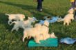 IMG_6105W Training 2011.JPG