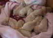 Kuschelbärchen.JPG