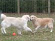 Zinni und Lasse.JPG