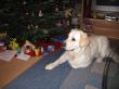 Weihnachten Merlin 09.JPG