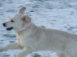 Bevy im Schnee.JPG