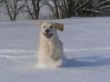 Leni im schnee - Kopie.JPG