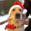 Aaron Weihnachten 2010.JPG