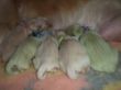 kleine Kuschelbärchen.JPG