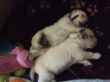 Zinjas und Aleas Babys.JPG
