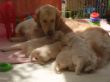 Alea  mit Babys.JPG