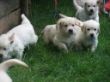 Aleas und Zinjas Babys (1).JPG