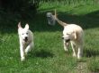 Chinouk, Cim und Brody.JPG
