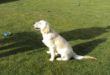 DSC00193Balou.JPG