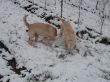 im ersten Schnee Cim und Chinouk.JPG