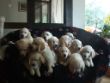 Aleas und Zinjas Babys (2).JPG