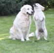 IMG_0052Usinora und Marley.JPG