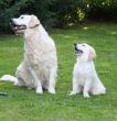 IMG_0022Usinora und Marley.JPG