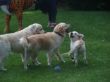 Marley mit Alea und Ben.JPG