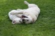 IMG_0529Marley und Ben.JPG