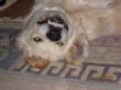 Brody Herbst 2010.jpg